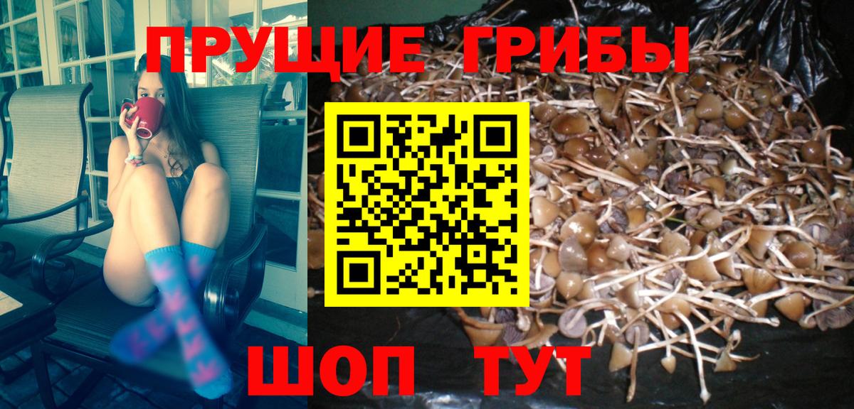 Ивантеевка  купить наркотик  Галлюциногенные грибы MAGIC MUSHROOMS  Вход с VPN  Галлюциногенные грибы GOLDEN TEACHER 